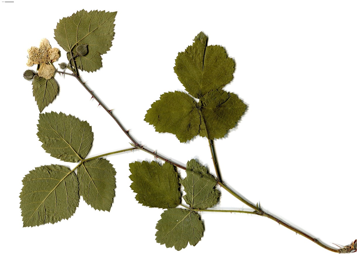 Rubus caesius (Rosaceae)